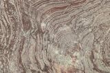 Polished, Neoproterozoic Stromatolite (Conophyton) - Morocco #276218-1